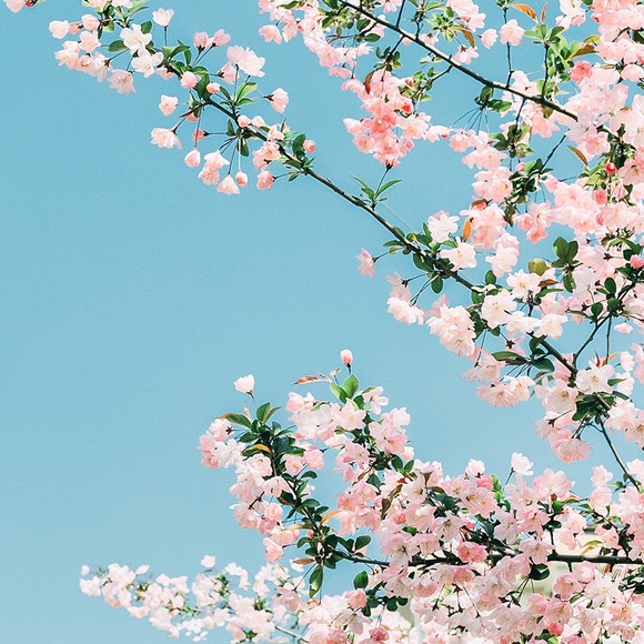 Meet your Posher, Bonnie - Picture 1 of 1